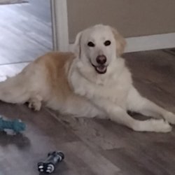Carolina Pet Resort - This is my Dog Rocky