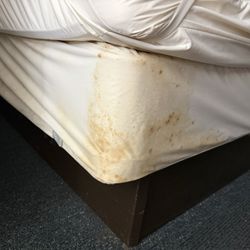 Executive Inn - Mold/stains