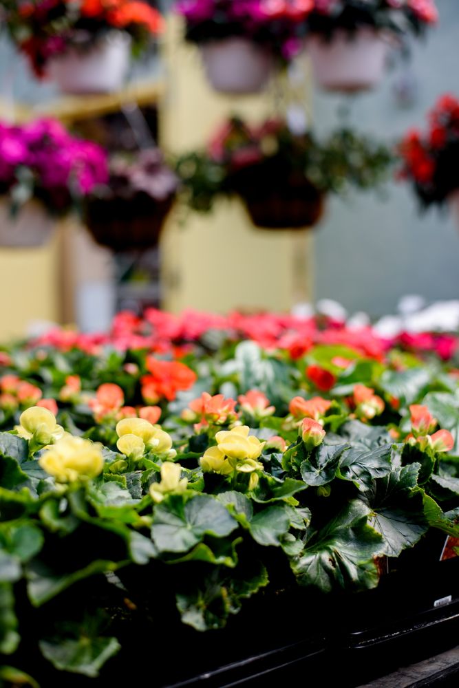 THE WINDSOR GARDENER Updated October 2024 55 Photos & 13 Reviews