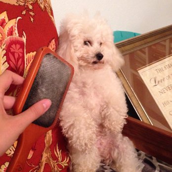 suzy's grooming salon