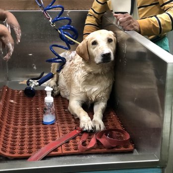The Village Mutt - Pet Stores Near Me - Claremont, California