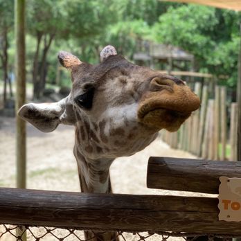 Brevard Zoo - Zoos Near Me - Melbourne, Florida Brevard Zoo - Zoos Near Me - Melbourne, Florida