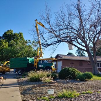 Monkey's Tree Services - Remove big mulberry - Tree Services Near Me - Albuquerque, New Mexico
