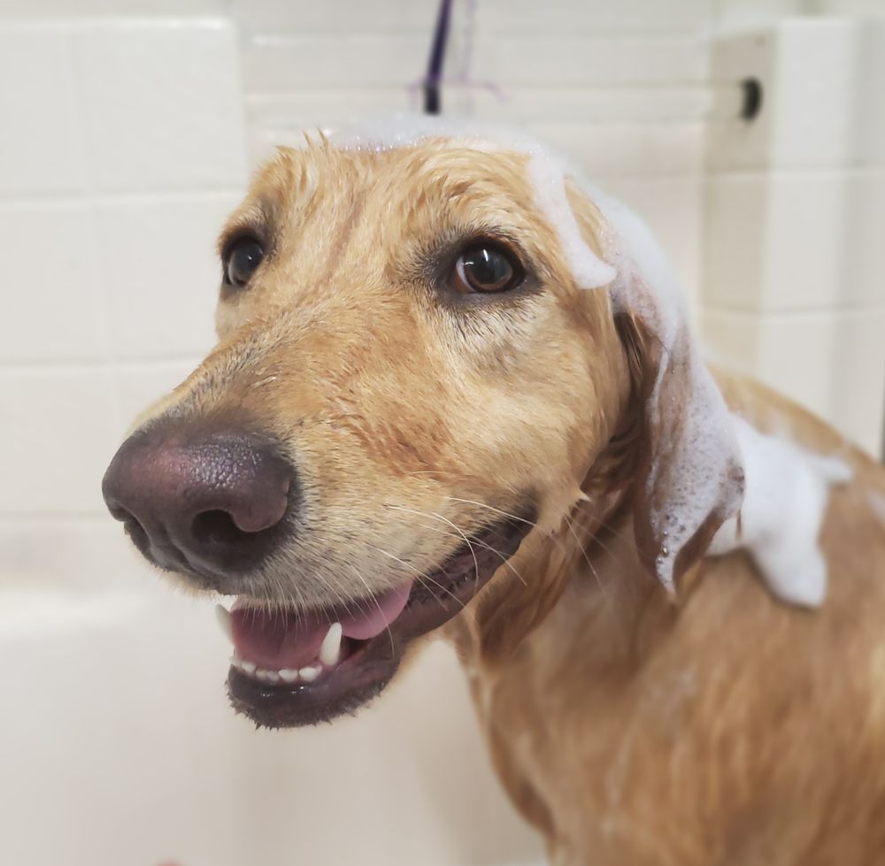 THE HOME PLACE BED AND BISCUIT Updated June 2024 6419 The Home Pl