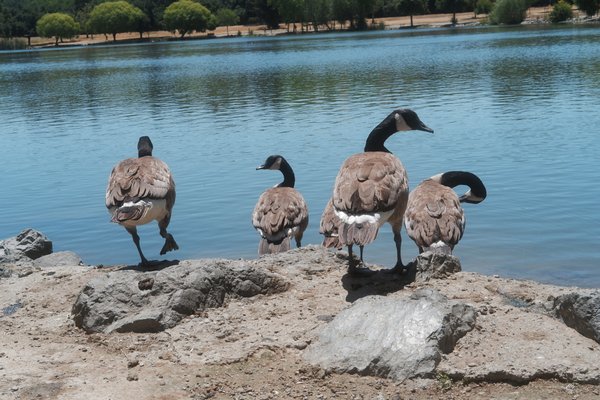 Photo of Hellyer Park & Coyote Creek Trail - San Jose, CA, US. Geese