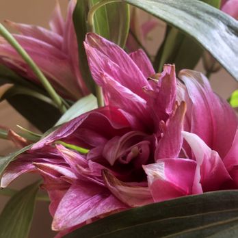 UrbanStems - Shriveled, brown tips that are already dying upon delivery. - Florists Near Me