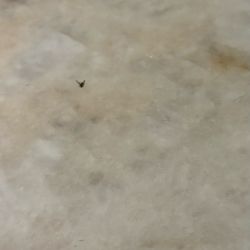 Jetset Underground - Look what I found in my drink bro!! Dude!! Put caps on top!! of your liquor spouts