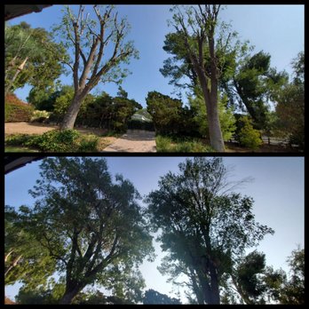 Unique Tree service - Ash trees - b4 bttm, after - top. - Tree Services Near Me - Anaheim, California Unique Tree service - Ash trees - b4 bttm, after - top. - Tree Services Near Me - Anaheim, California