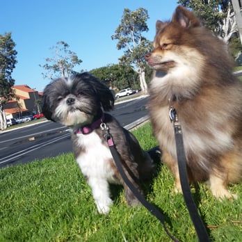 Posh Pooch - Mr. Barney and Ms. Bella after their grooming session. Loving the stylish clean look. - Pet Groomers Near Me - Seal Beach, California Posh Pooch - Mr. Barney and Ms. Bella after their grooming session. Loving the stylish clean look. - Pet Groomers Near Me - Seal Beach, California