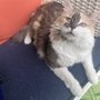 Fancy Paws Pet Salon