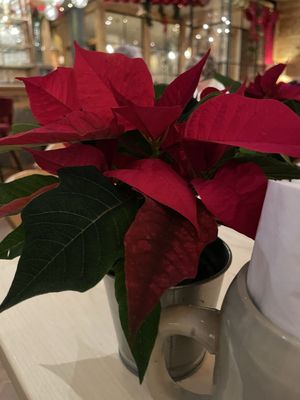 Paulaner Bräuhaus by null