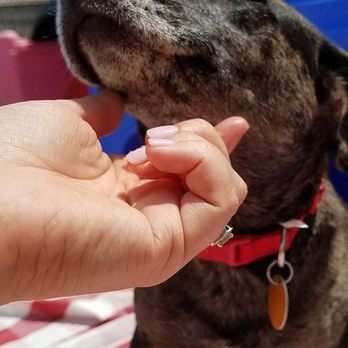 paw a day bowling green ky