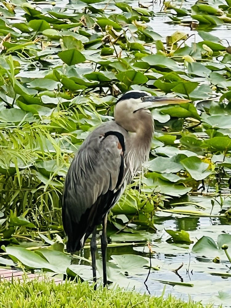 Lake Morton Image