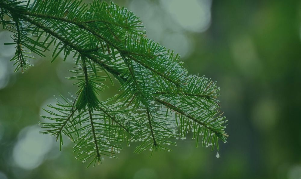 Arbor Master Tree Service - tree service in Whitmore Lake, MI