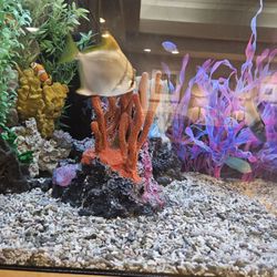 Park Dental Edinbrook, Brooklyn Park - Fish tank