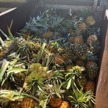 Maui Pineapple Tour - Tours Near Me - Makawao, Hawaii