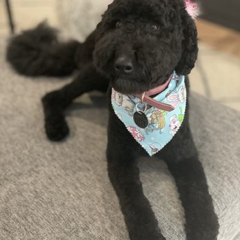 Sarah the Pet Groomer - She looks so good! Best groomer!! - Pet Groomers Near Me - Concord, California Sarah the Pet Groomer - She looks so good! Best groomer!! - Pet Groomers Near Me - Concord, California