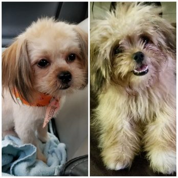 K-9 Style - Pet Groomers Near Me - Honolulu, Hawaii K-9 Style - Pet Groomers Near Me - Honolulu, Hawaii
