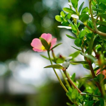 Enchanted Forest - Nurseries & Gardening Near Me - Richmond, Texas