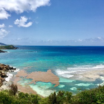 Water Island - Looking down on limestone bay & a lot of seaweed - Beaches Near Me - Virgin Islands, Virgin Islands