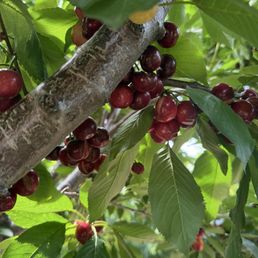 Amazing cherries Amazing cherries