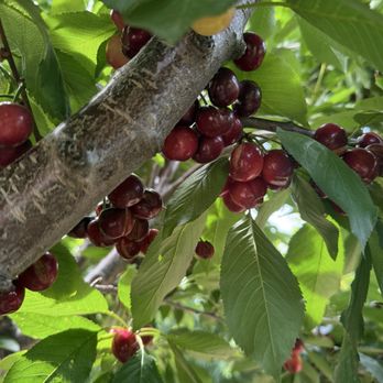 Sweet Lou's Cherries - Amazing cherries - Pick Your Own Farms Near Me - Brentwood, California Sweet Lou's Cherries - Amazing cherries - Pick Your Own Farms Near Me - Brentwood, California