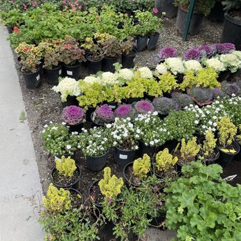Green Thumb Nursery - Nurseries & Gardening Near Me - Lake Forest, California Green Thumb Nursery - Nurseries & Gardening Near Me - Lake Forest, California