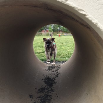 Whitpain Dog Park - She loves this pipe. - Dog Parks Near Me - Blue Bell, Pennsylvania Whitpain Dog Park - She loves this pipe. - Dog Parks Near Me - Blue Bell, Pennsylvania