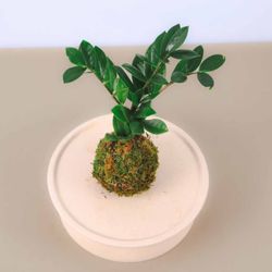 Foliage World - Kokedama