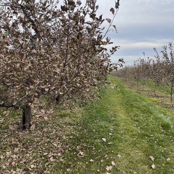 All Seasons Orchard - Pumpkin Patches Near Me - Woodstock, Illinois All Seasons Orchard - Pumpkin Patches Near Me - Woodstock, Illinois