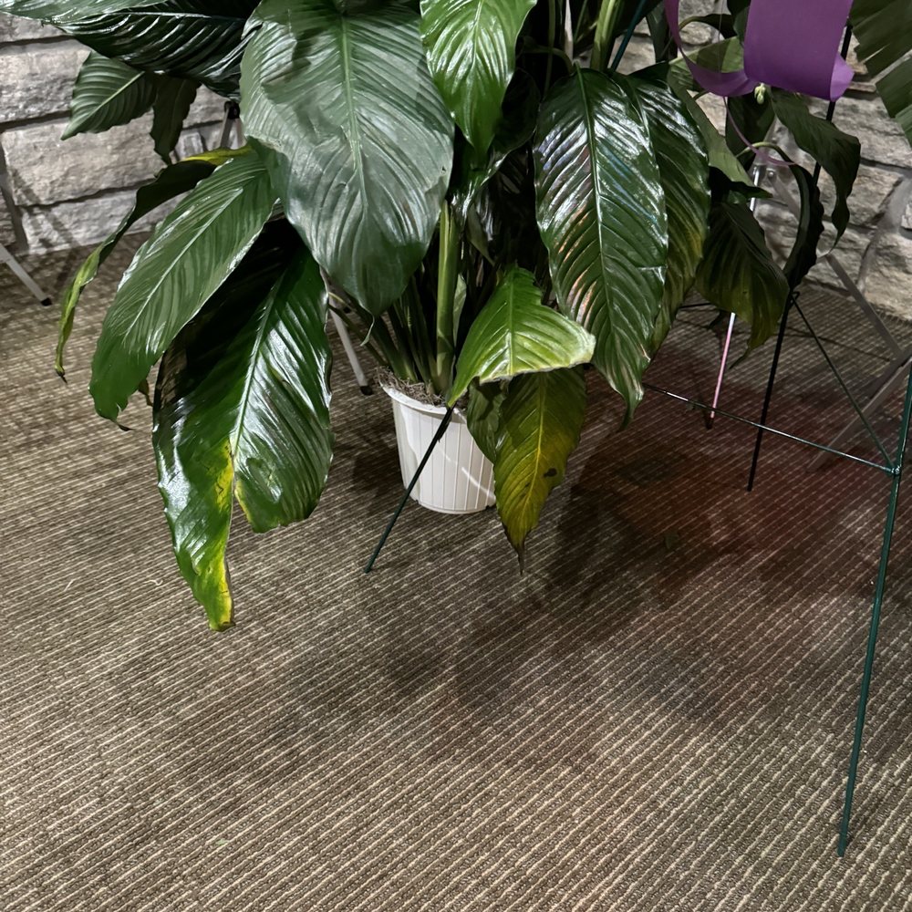 Bel Air Florist - Substandard Peace Plant. - Florists Near Me - Bel Air, Maryland Bel Air Florist - Substandard Peace Plant. - Florists Near Me - Bel Air, Maryland