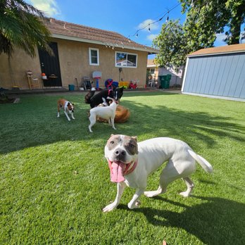 Canine Coast - Dog Walkers Near Me - San Diego, California