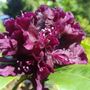 Lake Tapps Rhododendron Nursery