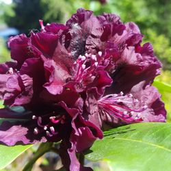Lake Tapps Rhododendron Nursery
