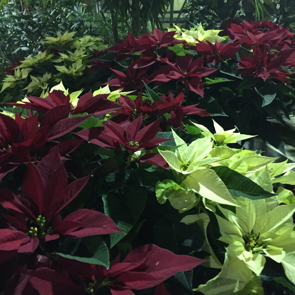 More Poinsettias