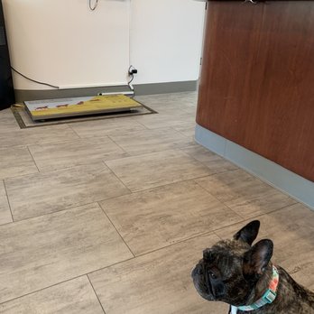 El Cerrito Veterinary Care - Front desk/waiting area - Veterinarians Near Me - El Cerrito, California El Cerrito Veterinary Care - Front desk/waiting area - Veterinarians Near Me - El Cerrito, California