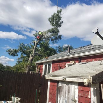 Baldi Tree - Can't say enough, incredible job at absolutely the best price by far - Tree Services Near Me - Plymouth, Massachusetts