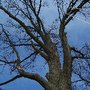 The 1 Tree Service
