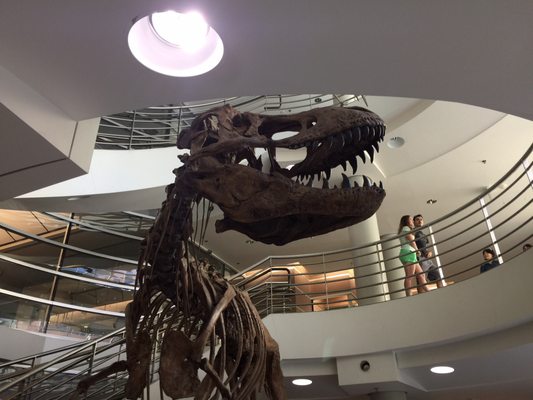 University of California Museum of Paleontology by null