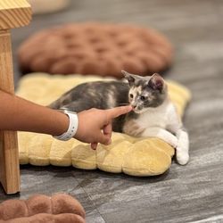 Nabi Cat Cafe