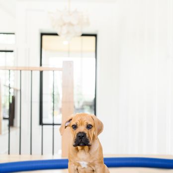 Zerorez - Got pets? - Carpet Cleaning Near Me - Wyoming, Michigan Zerorez - Got pets? - Carpet Cleaning Near Me - Wyoming, Michigan