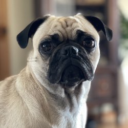 Lakes Animal Clinic - Paisley the Pug