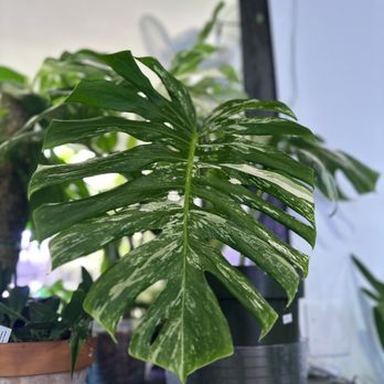The Plant Sitter - Nurseries & Gardening Near Me - San Jose, California The Plant Sitter - Nurseries & Gardening Near Me - San Jose, California