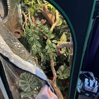 LLLReptile & Supply - Carpet python enclosure - Pet Stores Near Me - Las Vegas, Nevada