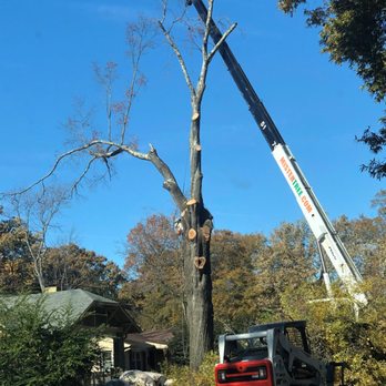 Mister Tree Service - Tree Services Near Me - Memphis, Tennessee Mister Tree Service - Tree Services Near Me - Memphis, Tennessee