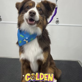 Golden Mobile Grooming - Grooming day for Harry! - Pet Groomers Near Me - Miami, Florida Golden Mobile Grooming - Grooming day for Harry! - Pet Groomers Near Me - Miami, Florida