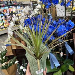 Vons - A Dracaena marginata