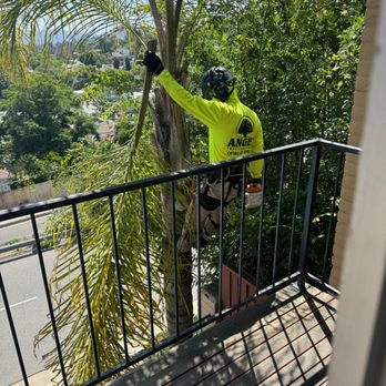 Angel Tree Care - Tree Services Near Me