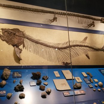 Field Museum - Museums Near Me - Chicago, Illinois Field Museum - Museums Near Me - Chicago, Illinois