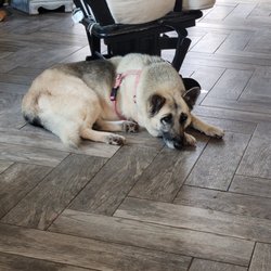 Tender Loving Care Pet Salon